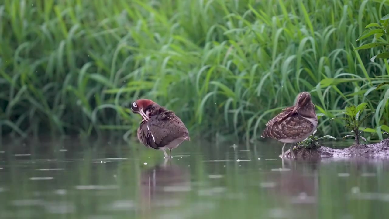 彩鹬鸟觅食后在沼泽浅滩里休憩梳理清洁羽毛视频素材画面3
