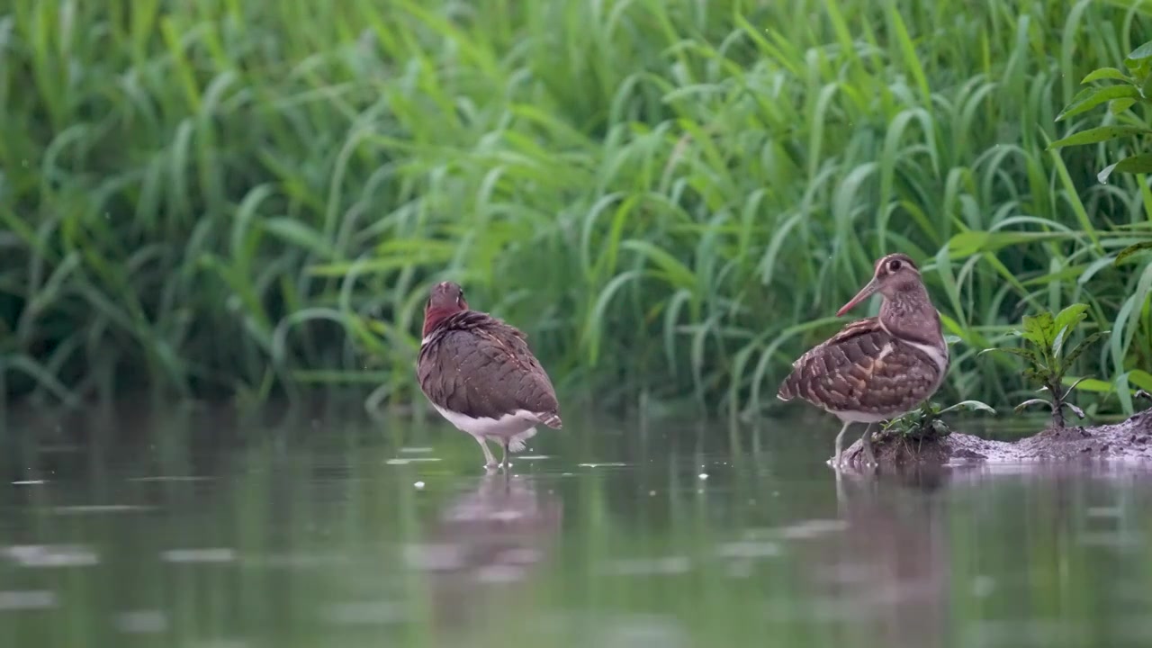 彩鹬鸟觅食后在沼泽浅滩里休憩梳理清洁羽毛视频素材画面4