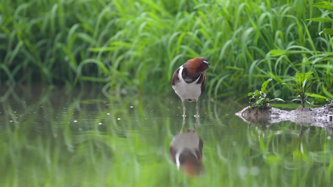彩鹬鸟觅食后在沼泽浅滩里休憩梳理清洁羽毛视频素材画面1