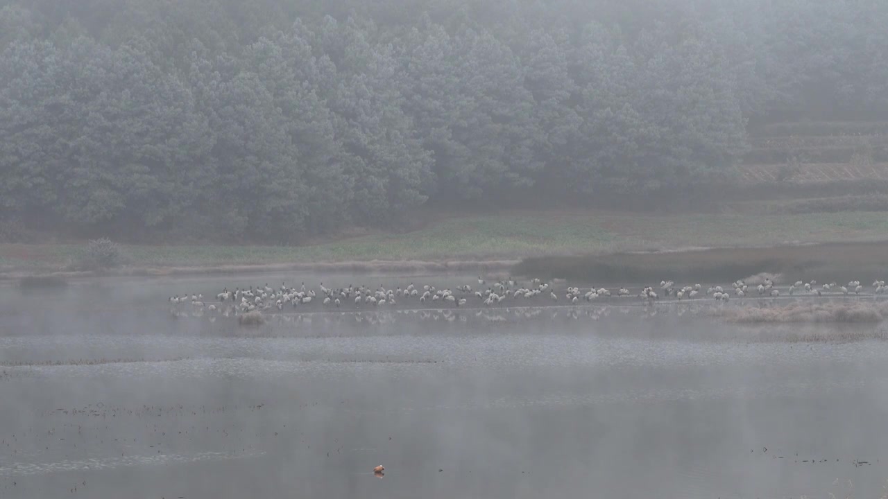云南巧家县马树湿地中的国家一级保护动物黑颈鹤视频素材画面1