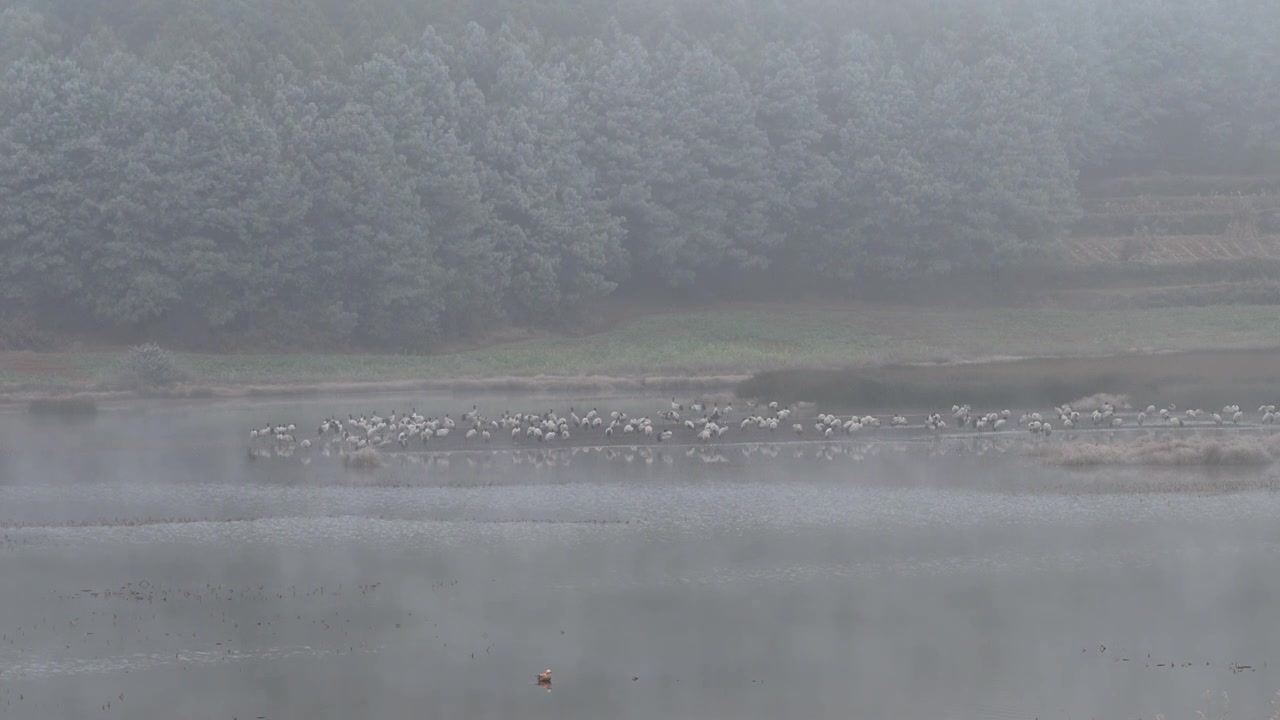 云南巧家县马树湿地中的国家一级保护动物黑颈鹤视频素材画面3