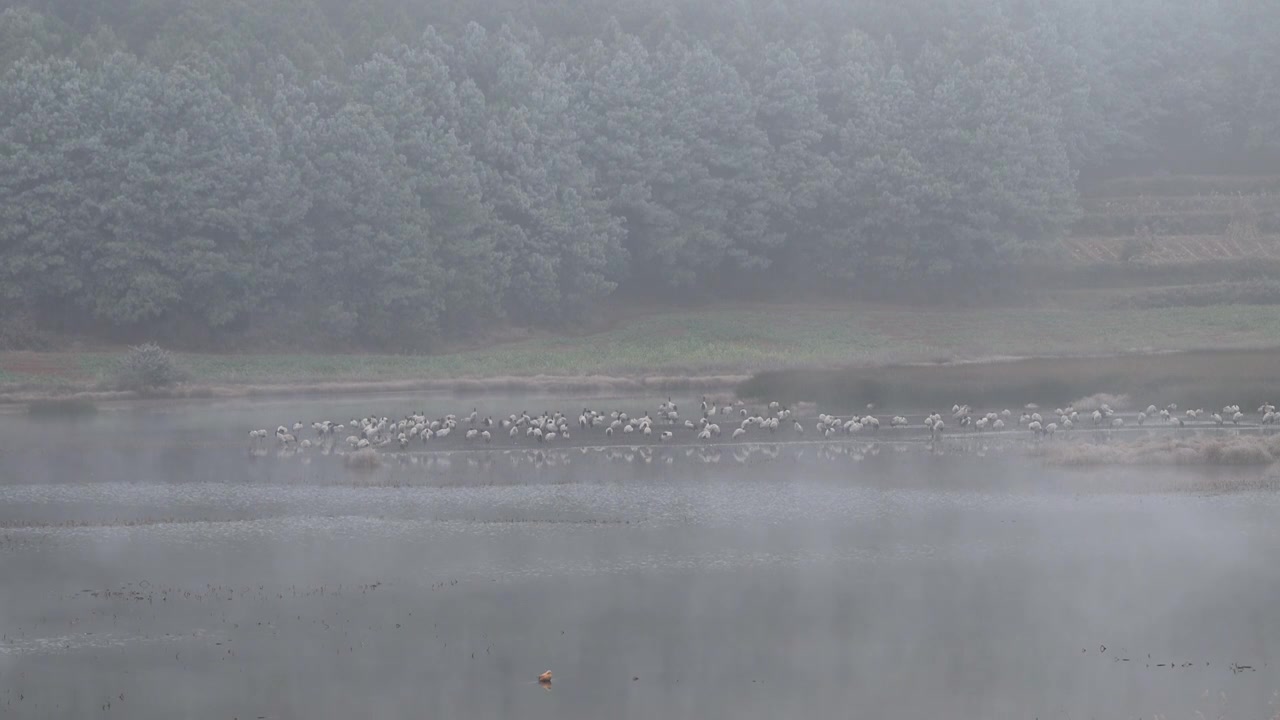 云南巧家县马树湿地中的国家一级保护动物黑颈鹤视频素材画面1