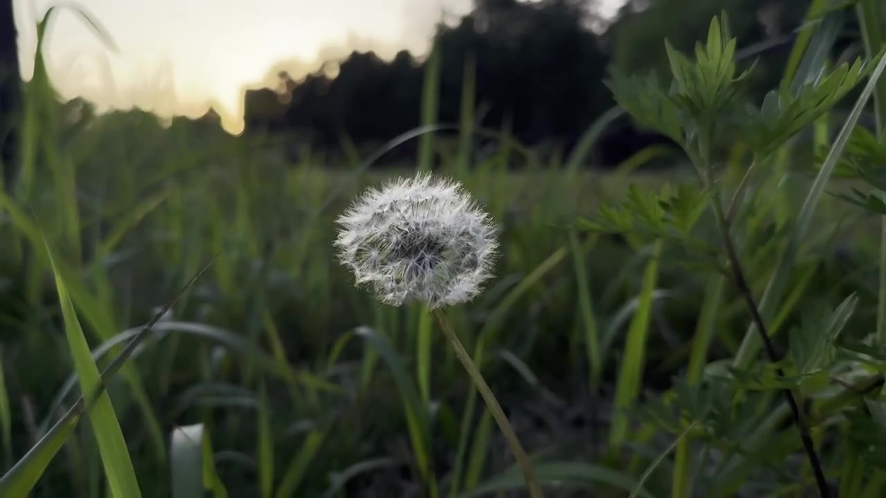 蒲公英视频素材画面1
