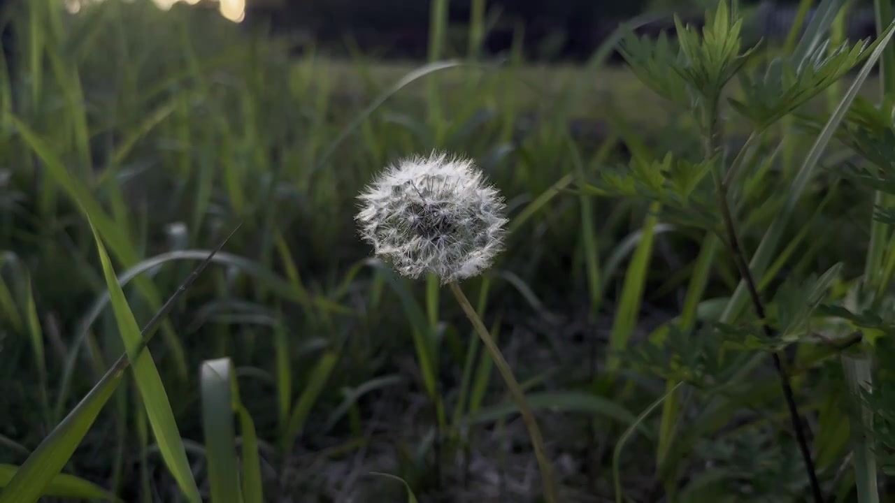 蒲公英视频素材画面3