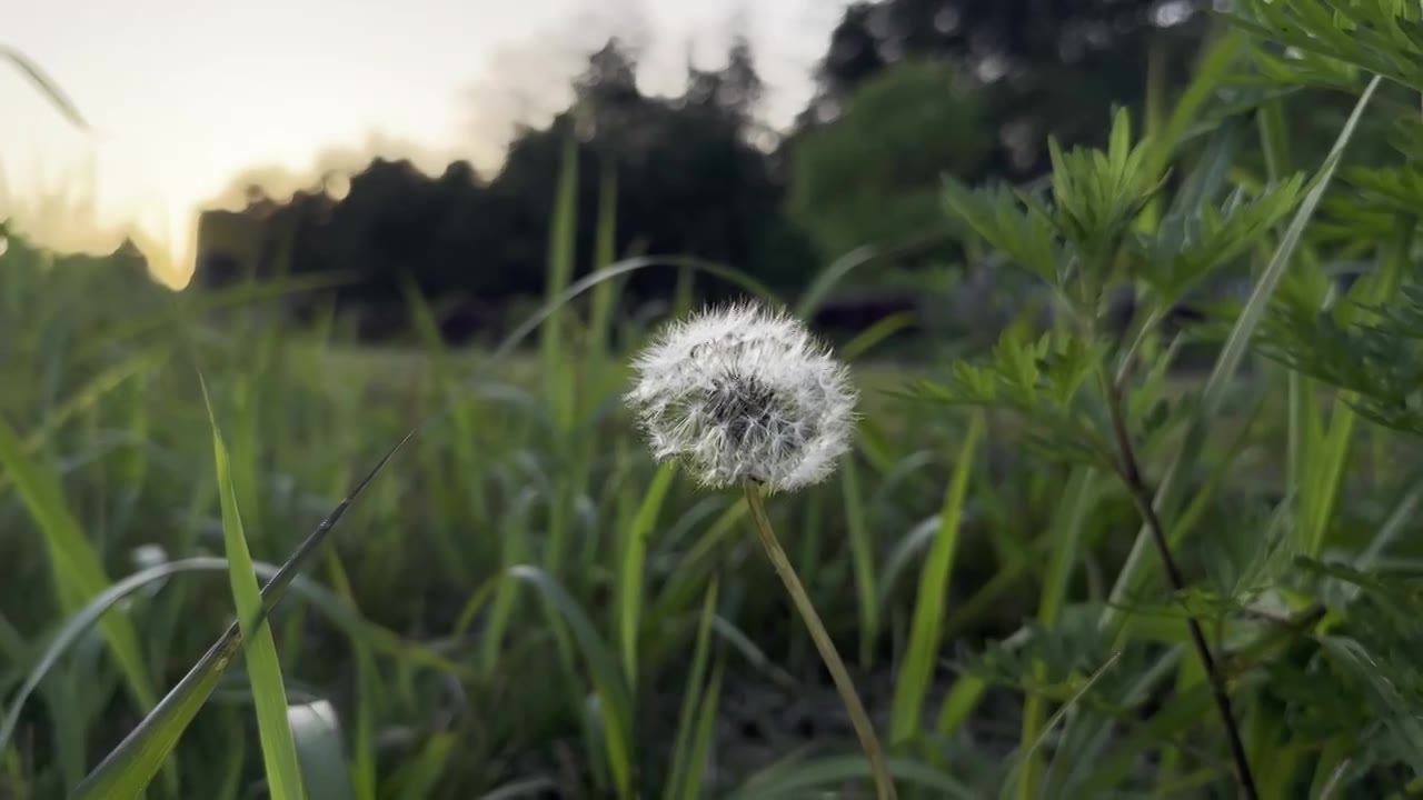 蒲公英视频素材画面1