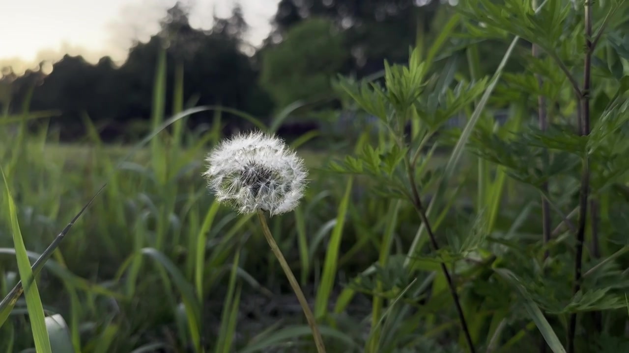 蒲公英视频素材画面4