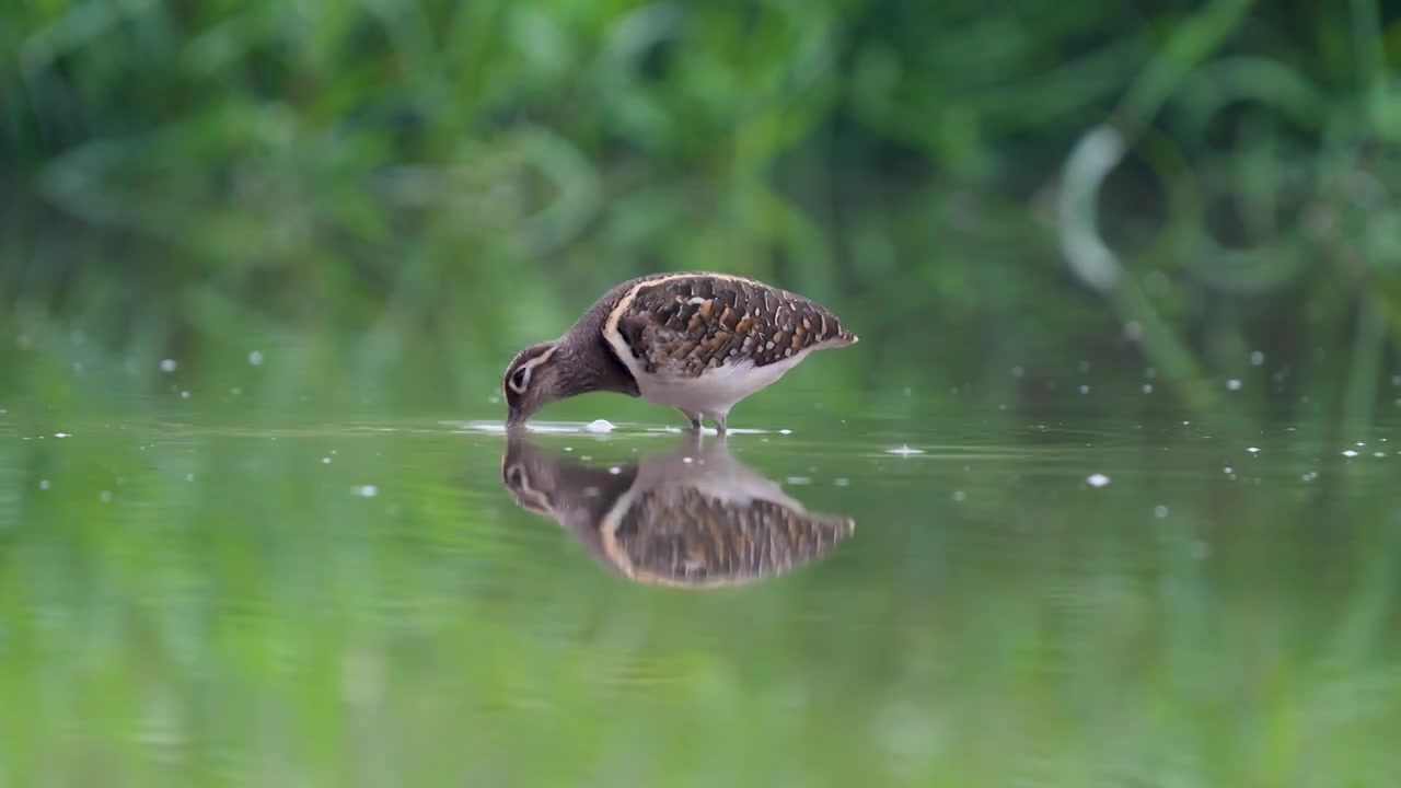 彩鹬鸟在沼泽池塘浅滩里游走觅食视频素材画面4