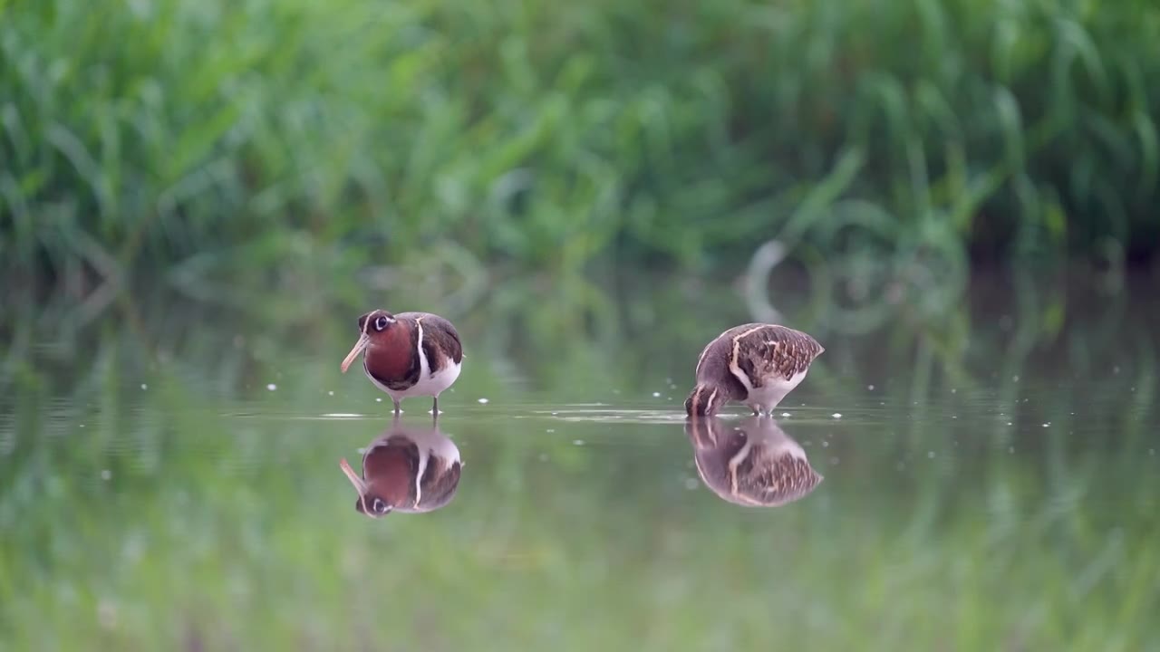 彩鹬鸟在沼泽池塘浅滩里游走觅食视频素材画面1