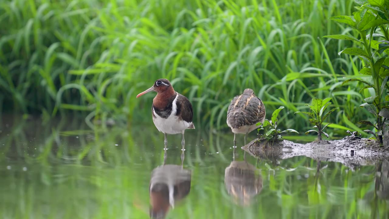 彩鹬鸟觅食后在沼泽浅滩里休憩梳理清洁羽毛视频素材画面1