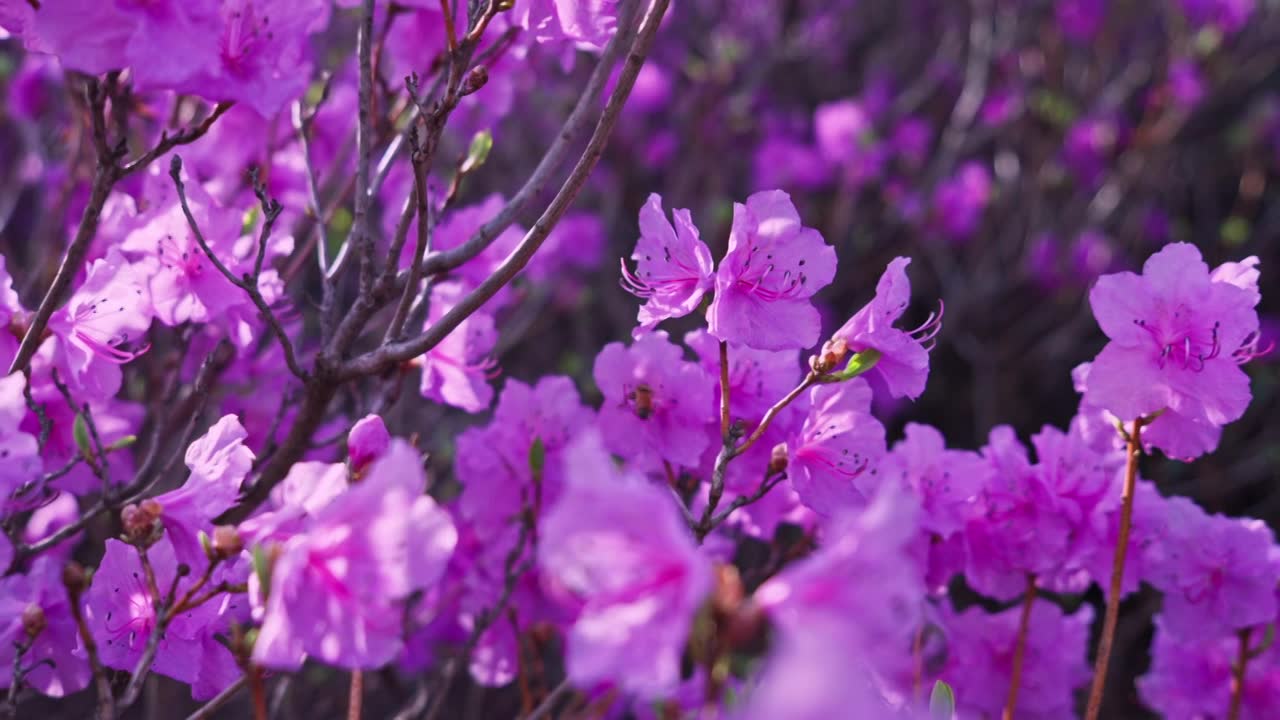 杜鹃花山花烂漫春季盛景视频素材画面1