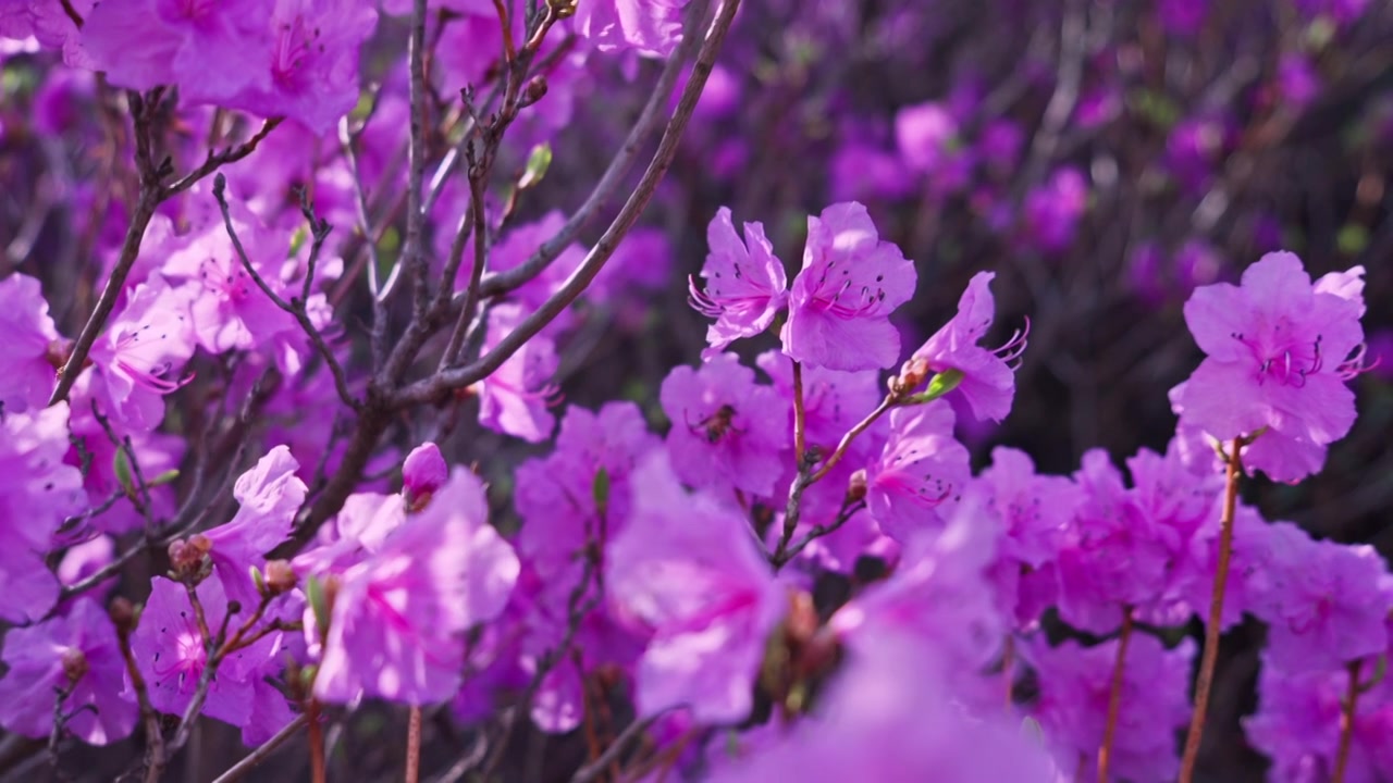杜鹃花山花烂漫春季盛景视频素材画面3