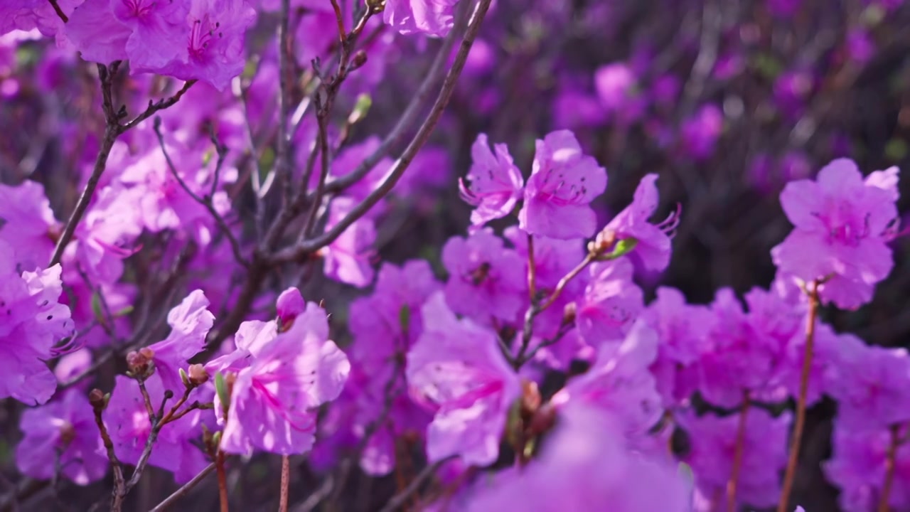 杜鹃花山花烂漫春季盛景视频素材画面4