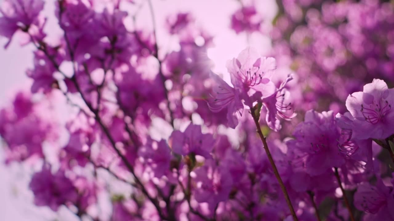 杜鹃花山花烂漫春季盛景视频素材画面1