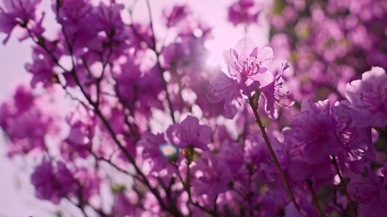 杜鹃花山花烂漫春季盛景视频素材画面3