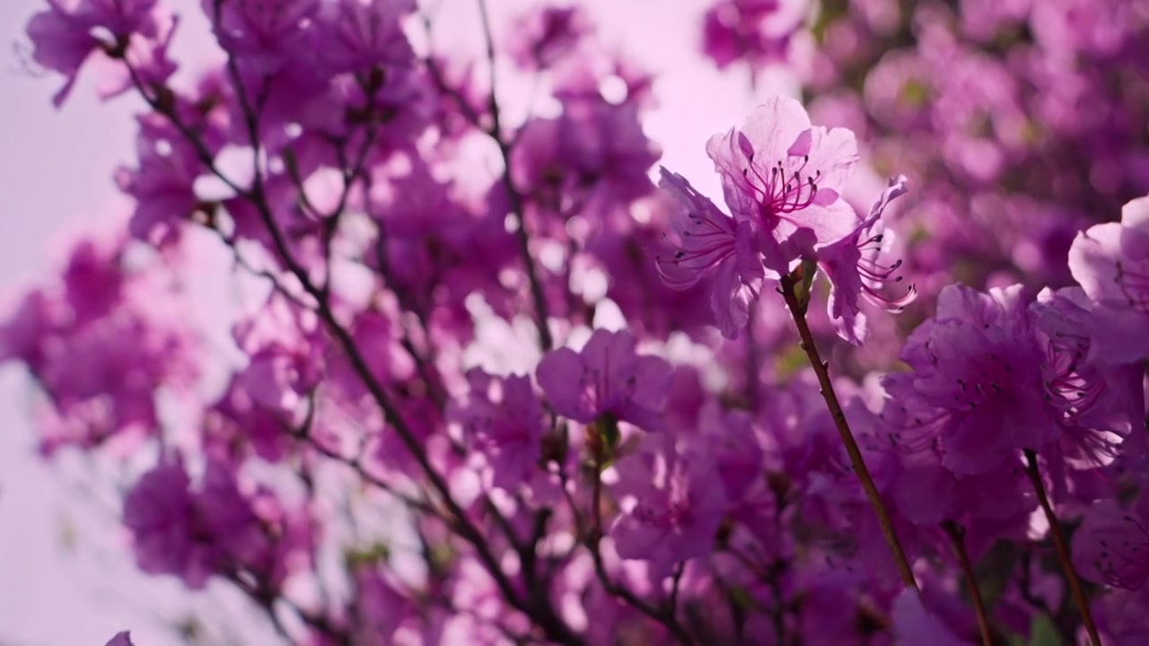 杜鹃花山花烂漫春季盛景视频素材画面4