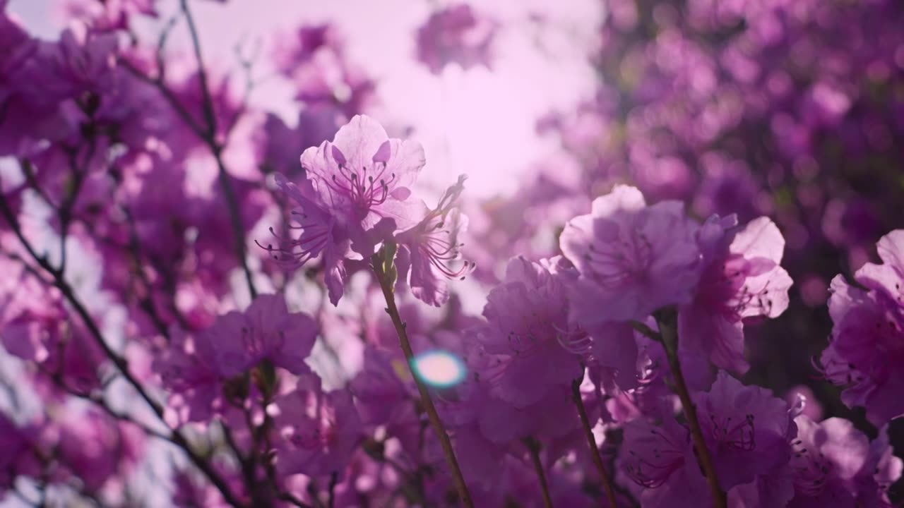 杜鹃花山花烂漫春季盛景视频素材画面1