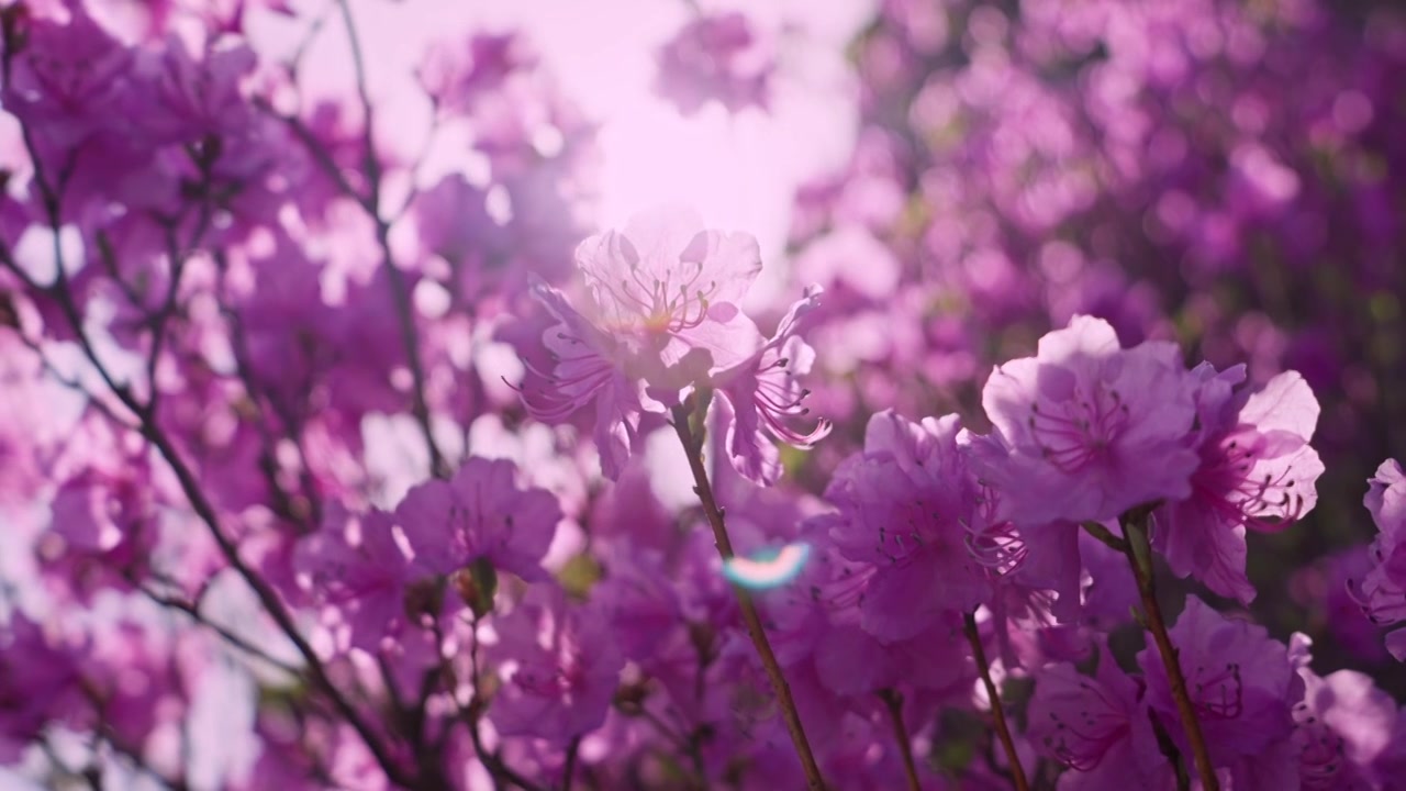 杜鹃花山花烂漫春季盛景视频素材画面3