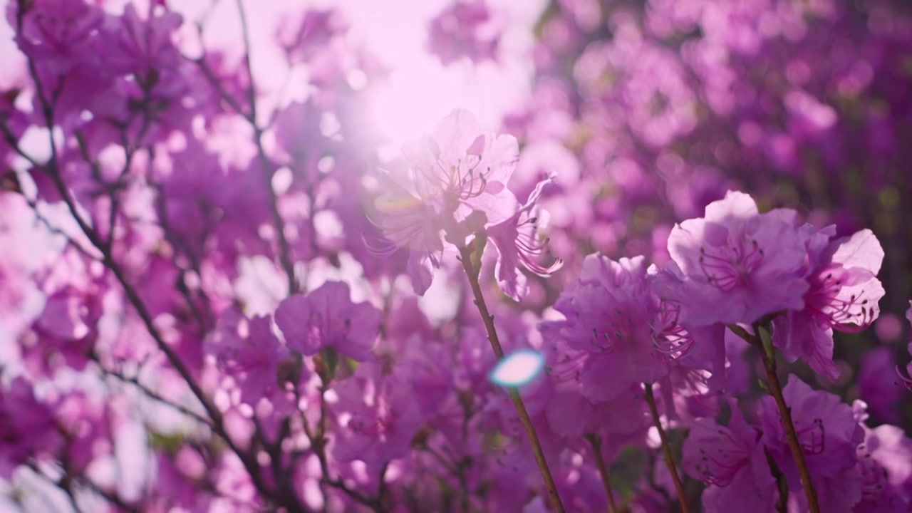 杜鹃花山花烂漫春季盛景视频素材画面4