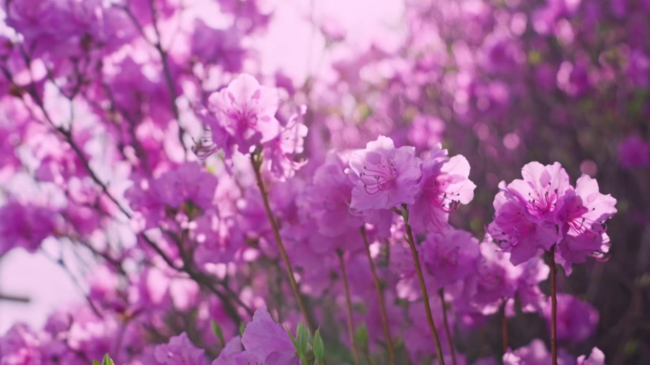 杜鹃花山花烂漫春季盛景视频素材画面1