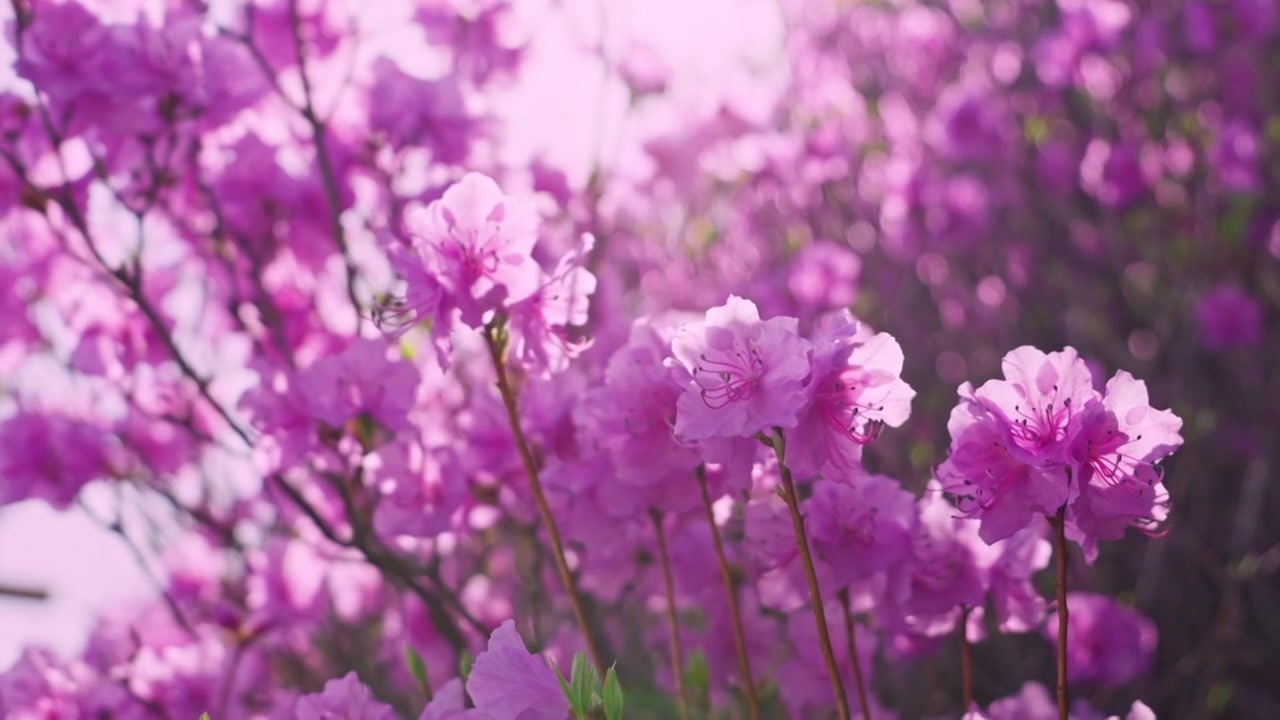 杜鹃花山花烂漫春季盛景视频素材画面3