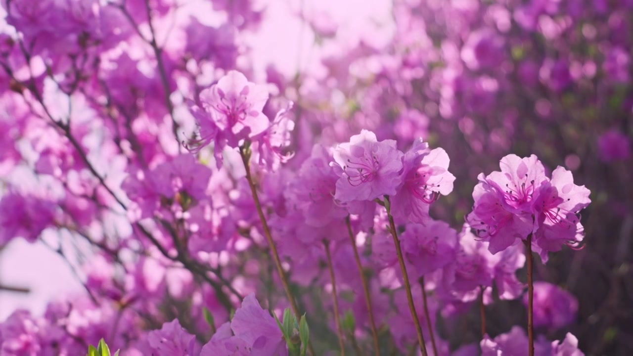 杜鹃花山花烂漫春季盛景视频素材画面4