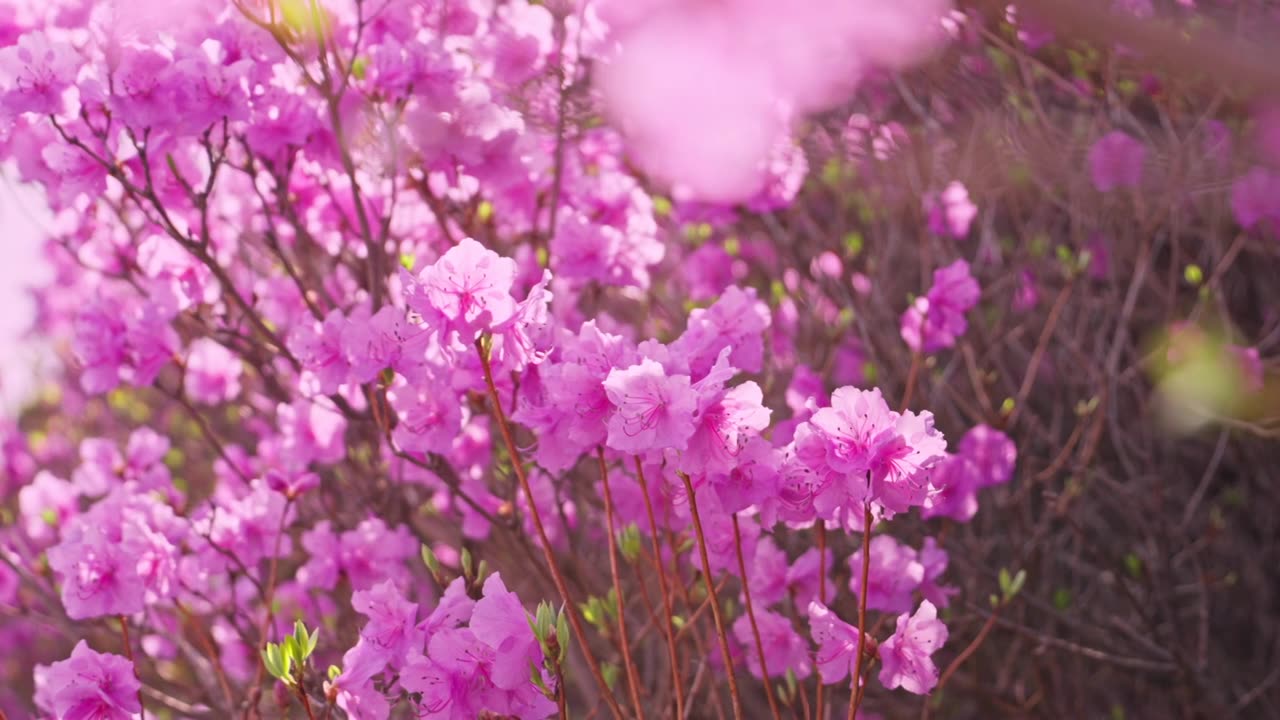 杜鹃花山花烂漫春季盛景视频素材画面1
