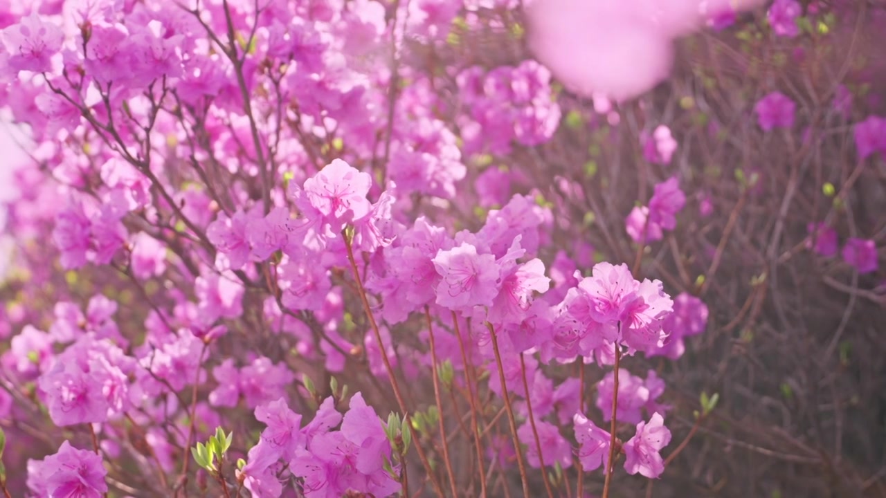 杜鹃花山花烂漫春季盛景视频素材画面3
