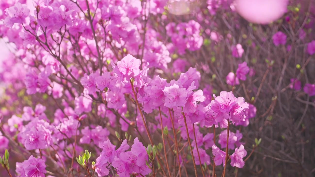 杜鹃花山花烂漫春季盛景视频素材画面4
