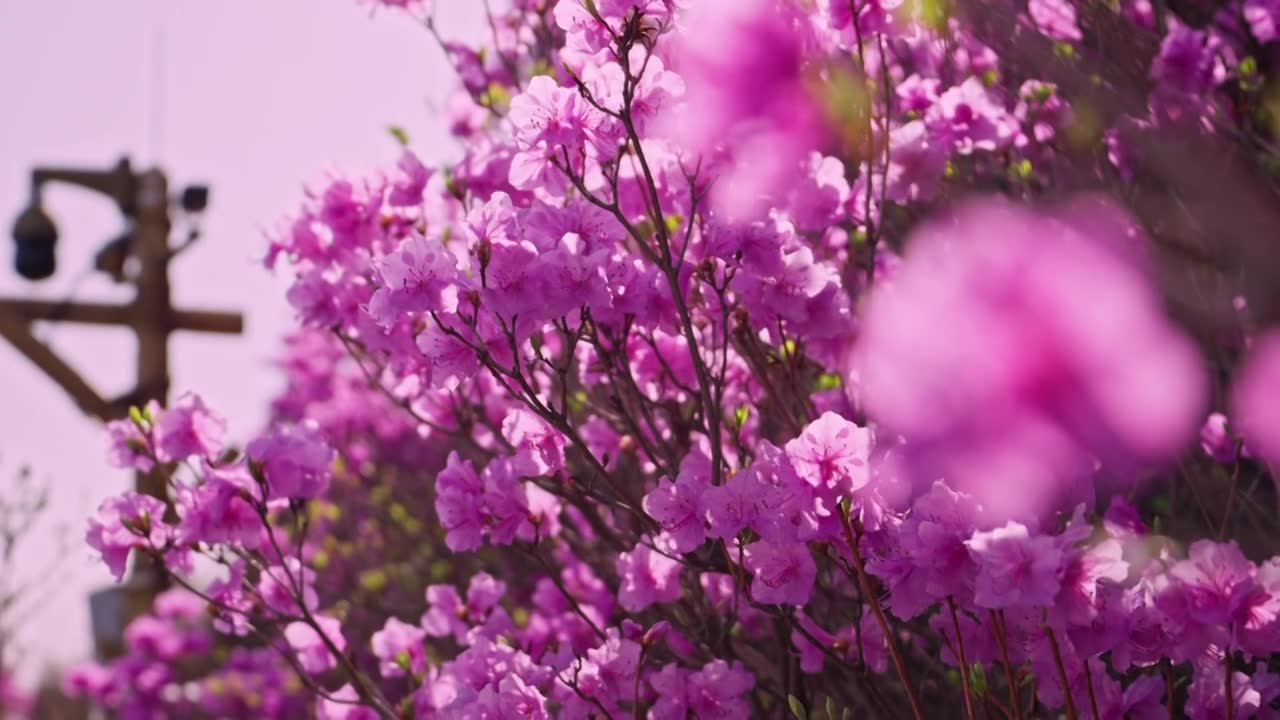 杜鹃花山花烂漫春季盛景视频素材画面1