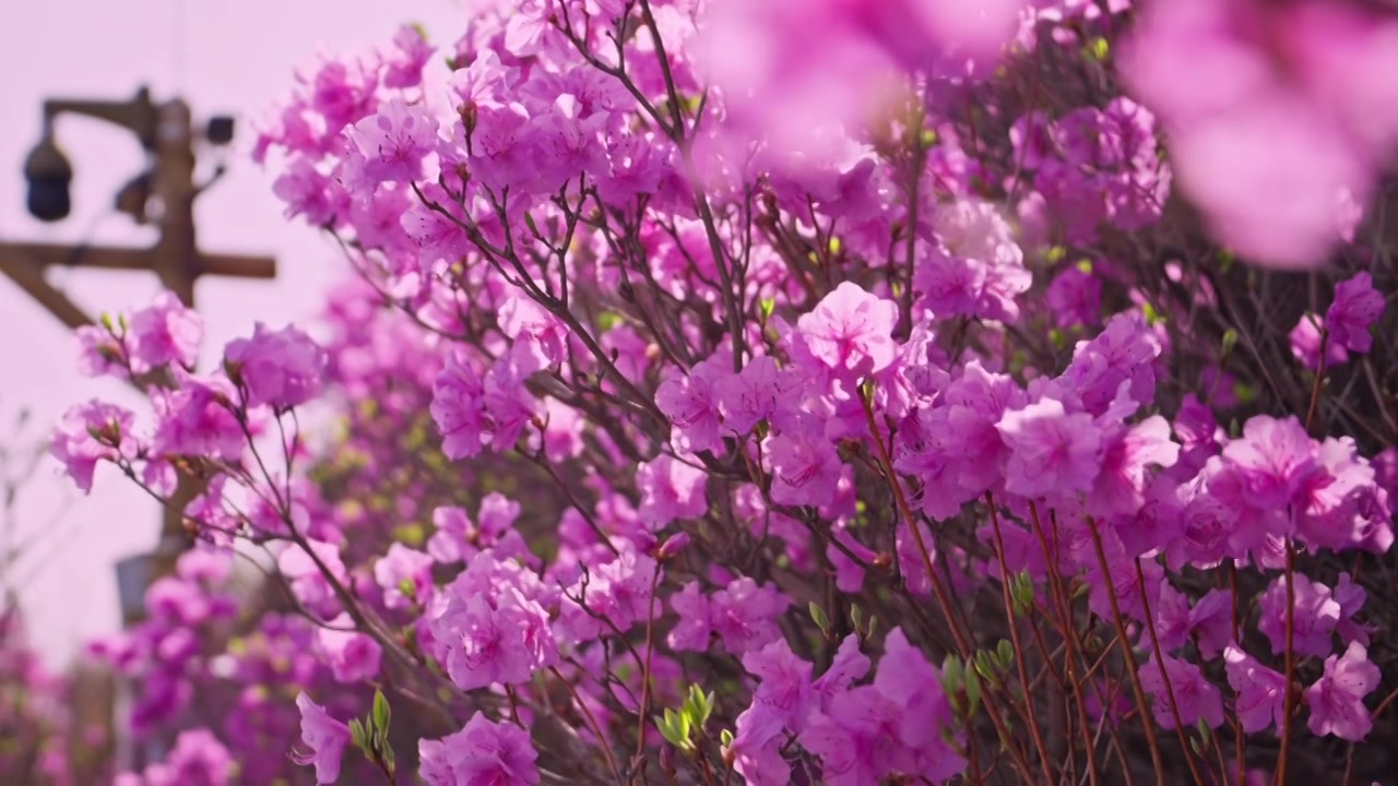 杜鹃花山花烂漫春季盛景视频素材画面3