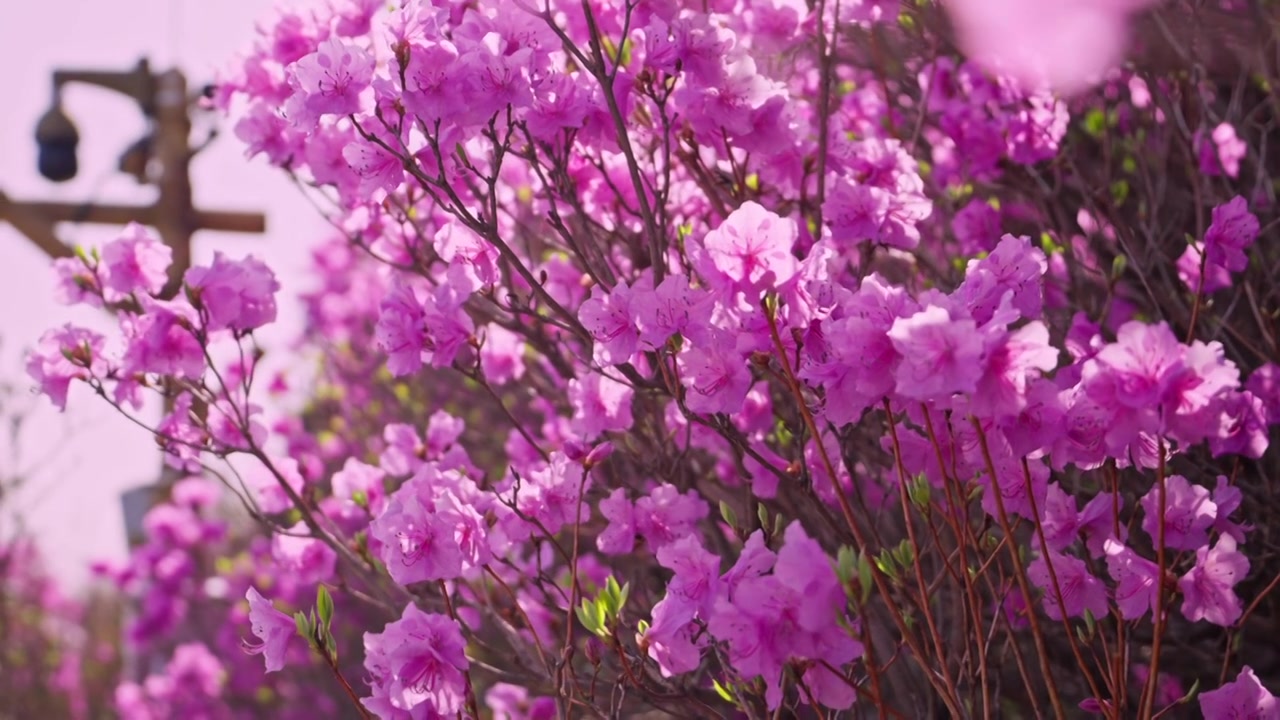 杜鹃花山花烂漫春季盛景视频素材画面4