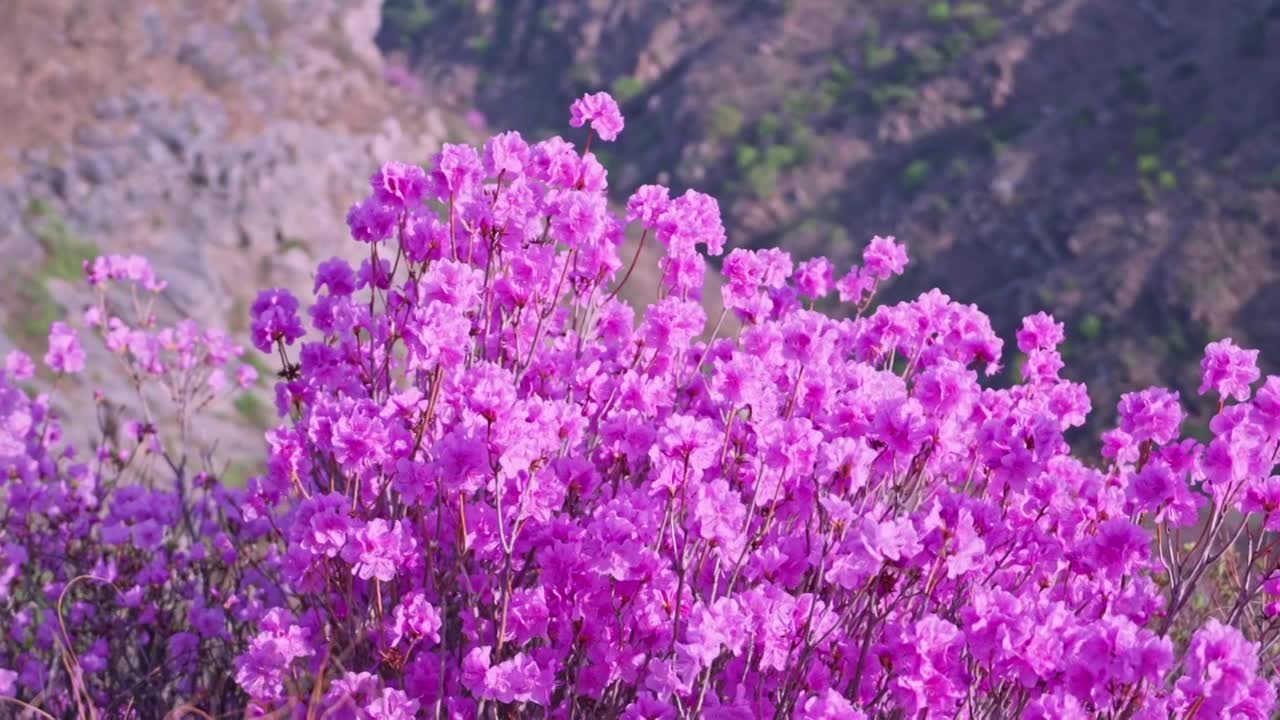杜鹃花山花烂漫春季盛景视频素材画面1