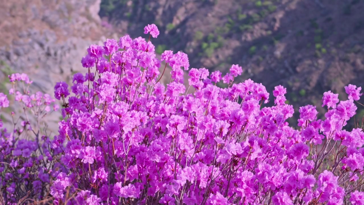 杜鹃花山花烂漫春季盛景视频素材画面3