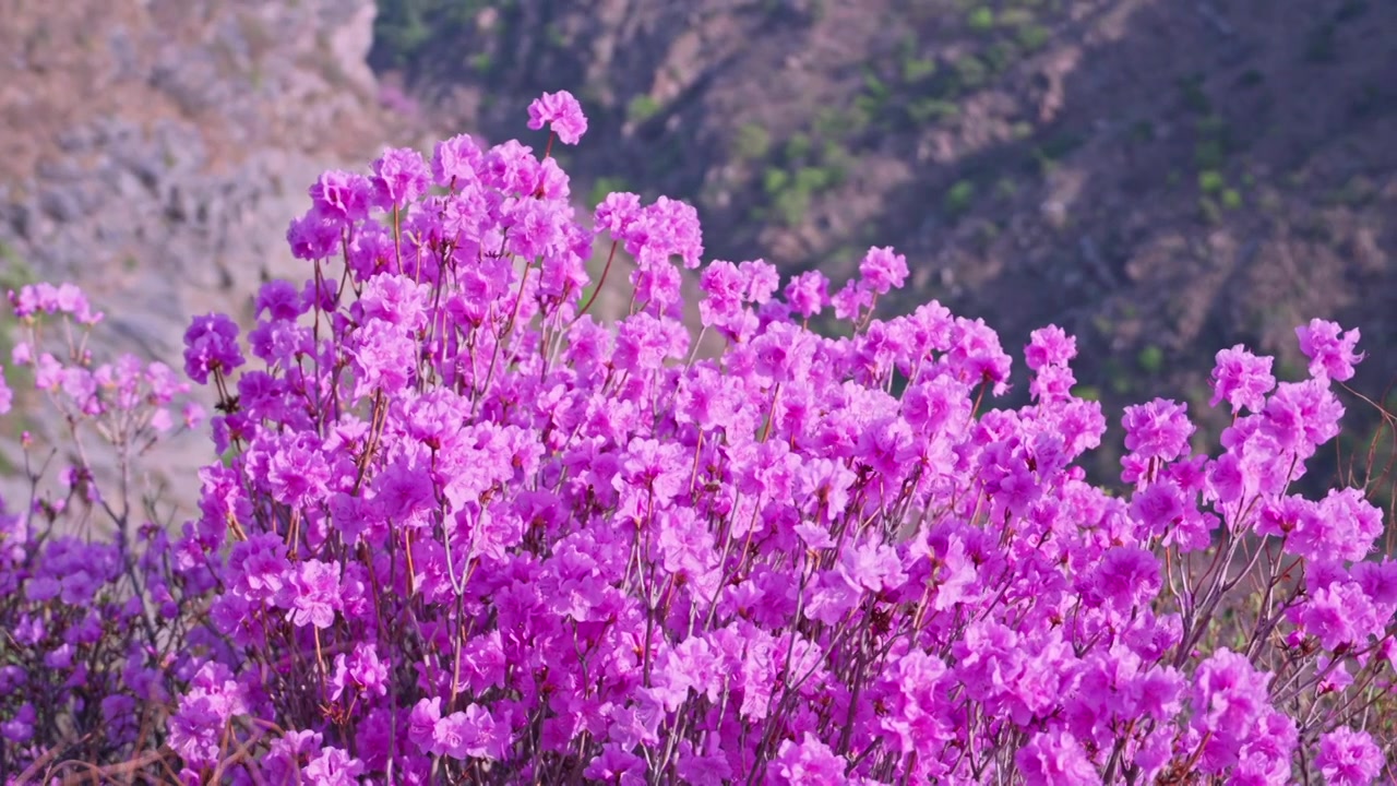 杜鹃花山花烂漫春季盛景视频素材画面4