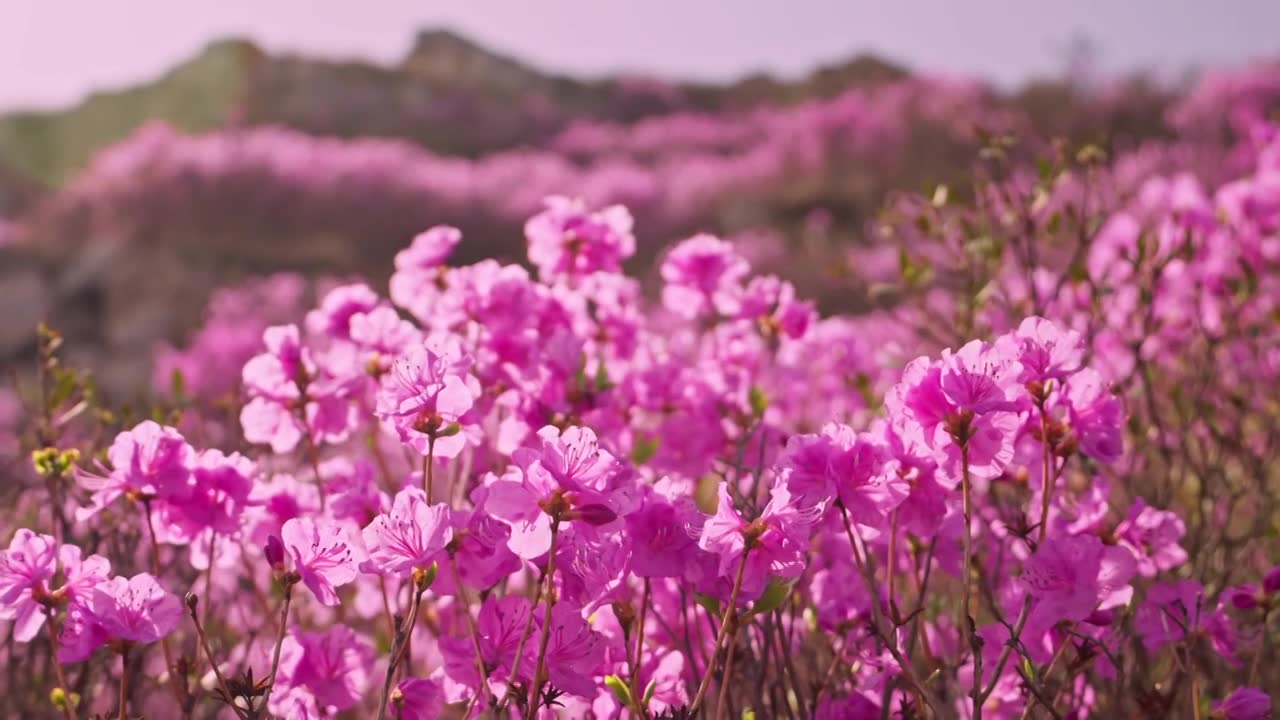 杜鹃花山花烂漫春季盛景视频素材画面1