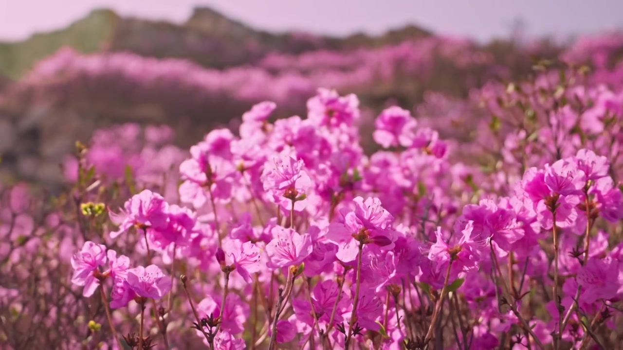 杜鹃花山花烂漫春季盛景视频素材画面3