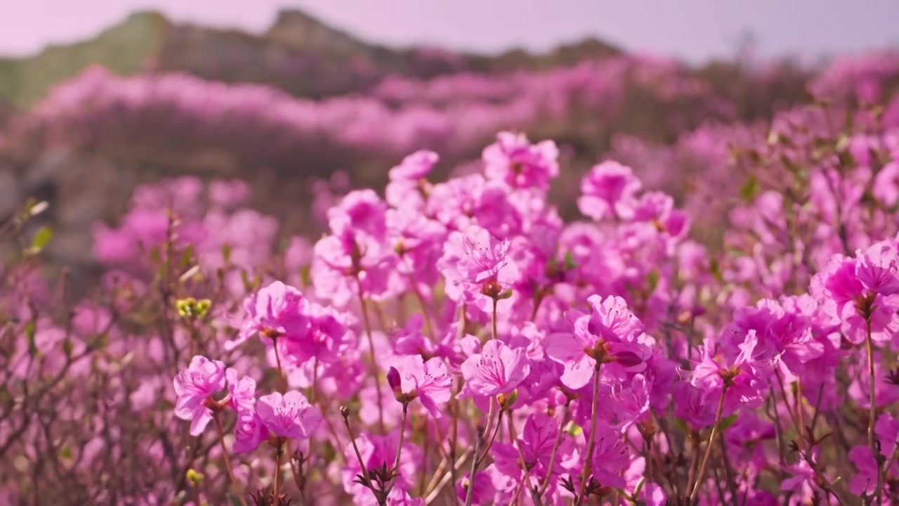 杜鹃花山花烂漫春季盛景视频素材画面4