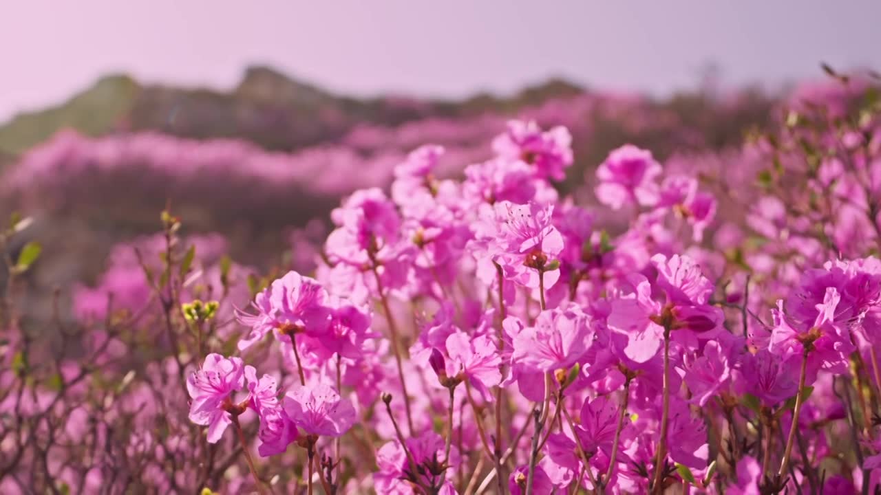 杜鹃花山花烂漫春季盛景视频素材画面1