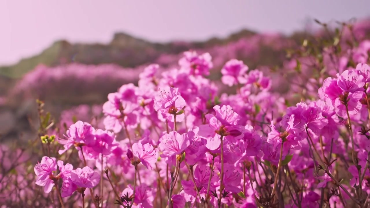 杜鹃花山花烂漫春季盛景视频素材画面3
