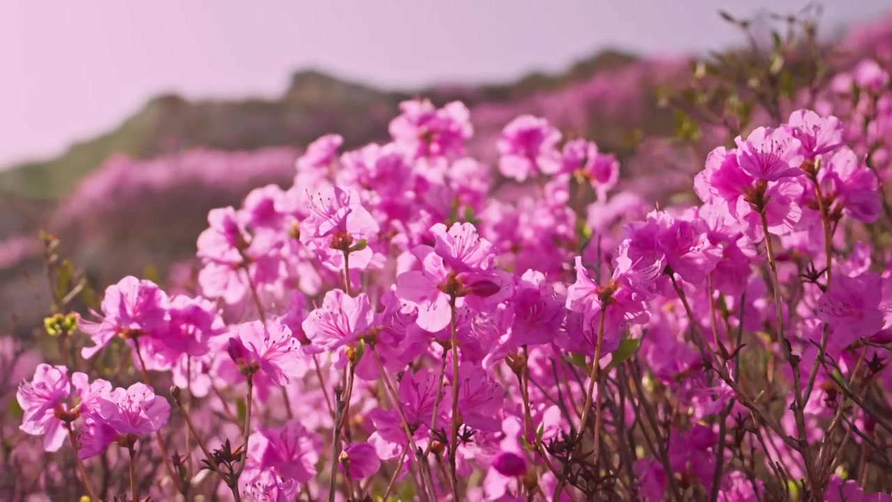 杜鹃花山花烂漫春季盛景视频素材画面4