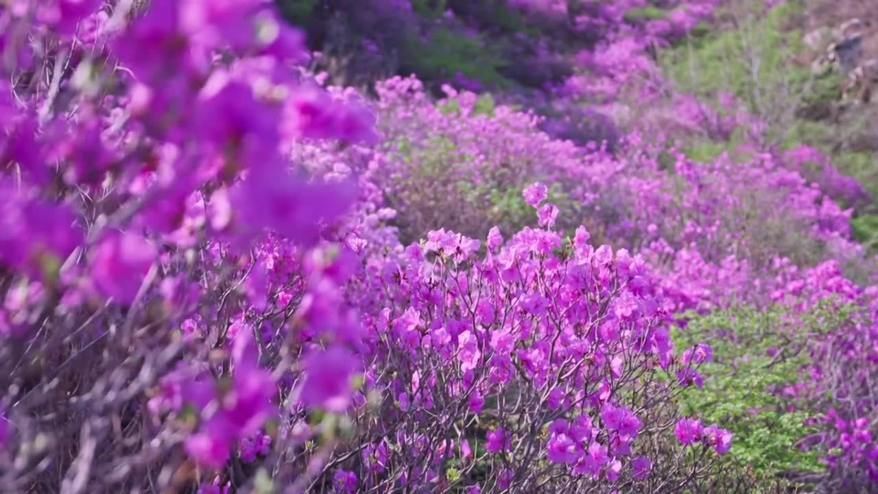 杜鹃花山花烂漫春季盛景视频素材画面1