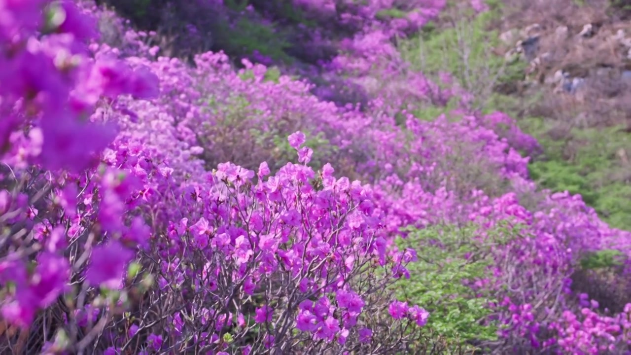 杜鹃花山花烂漫春季盛景视频素材画面3