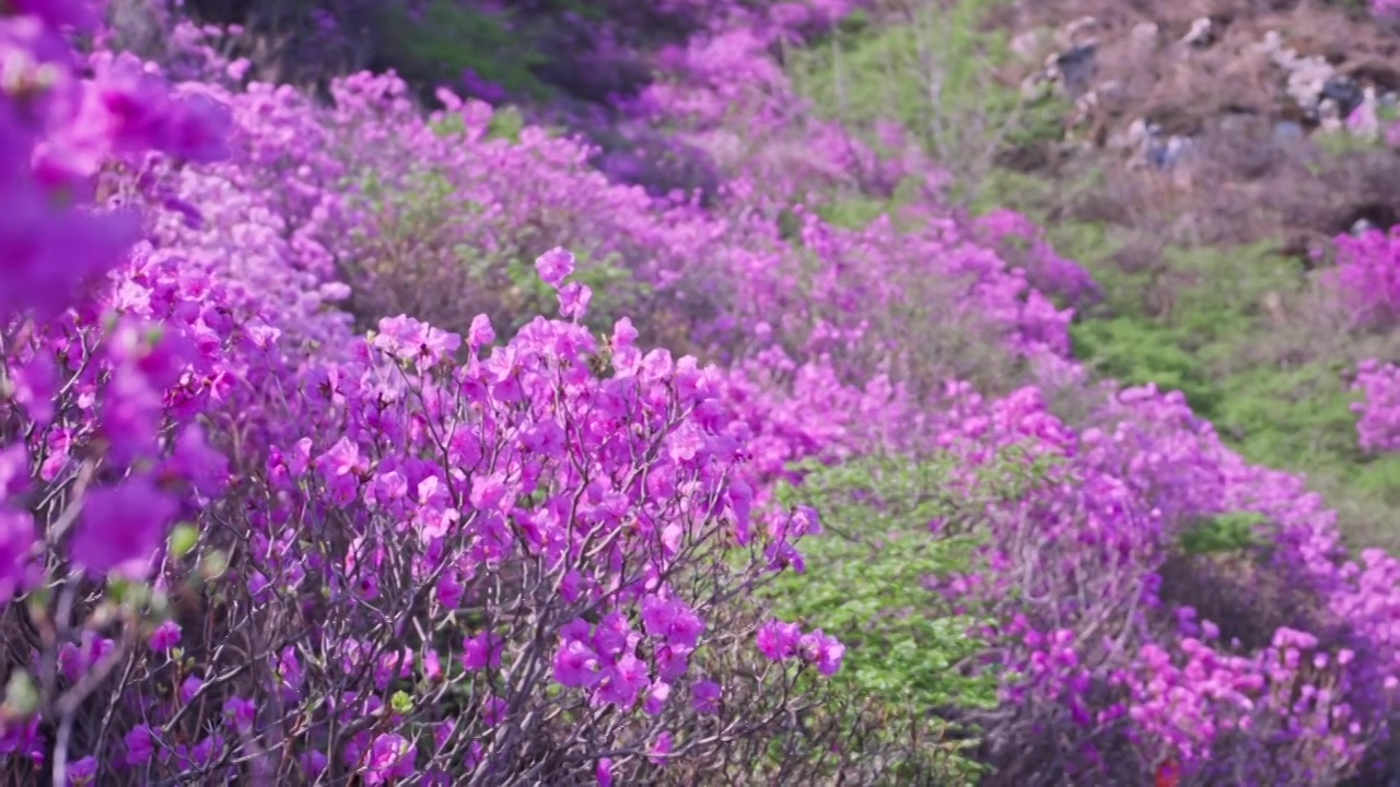 杜鹃花山花烂漫春季盛景视频素材画面4