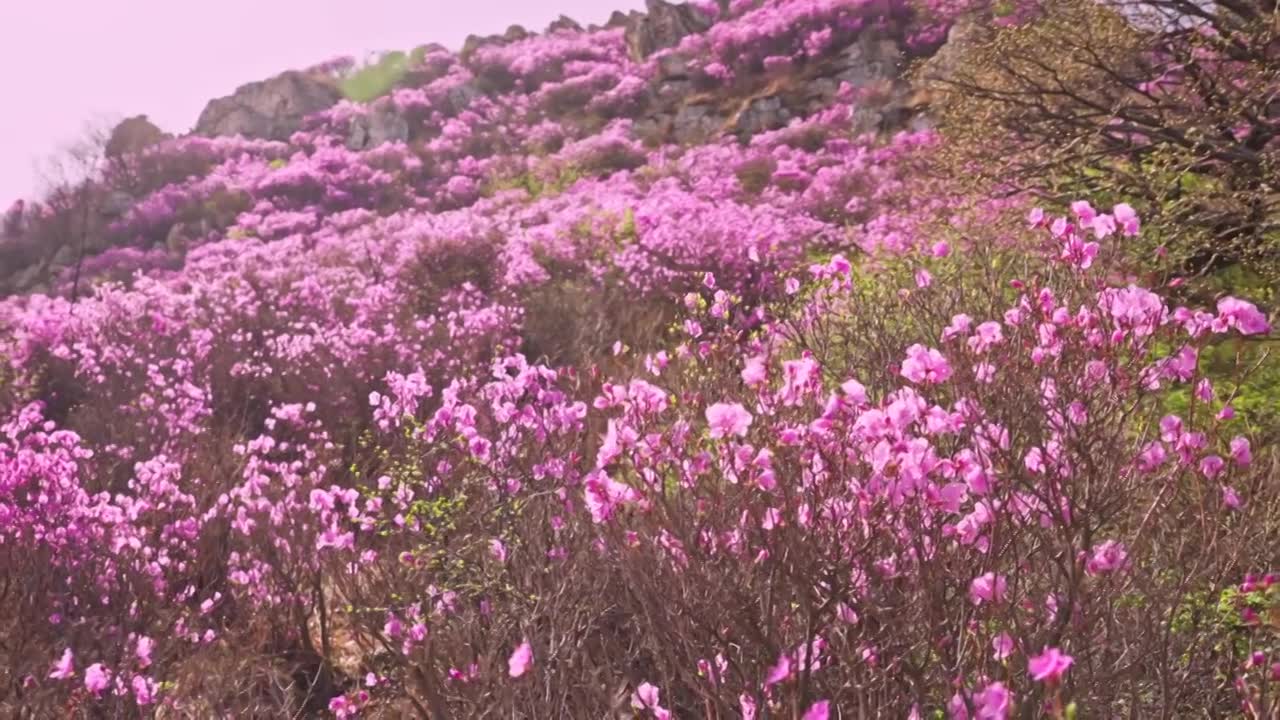 杜鹃花山花烂漫春季盛景视频素材画面1