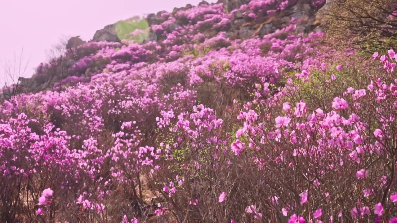 杜鹃花山花烂漫春季盛景视频素材画面3