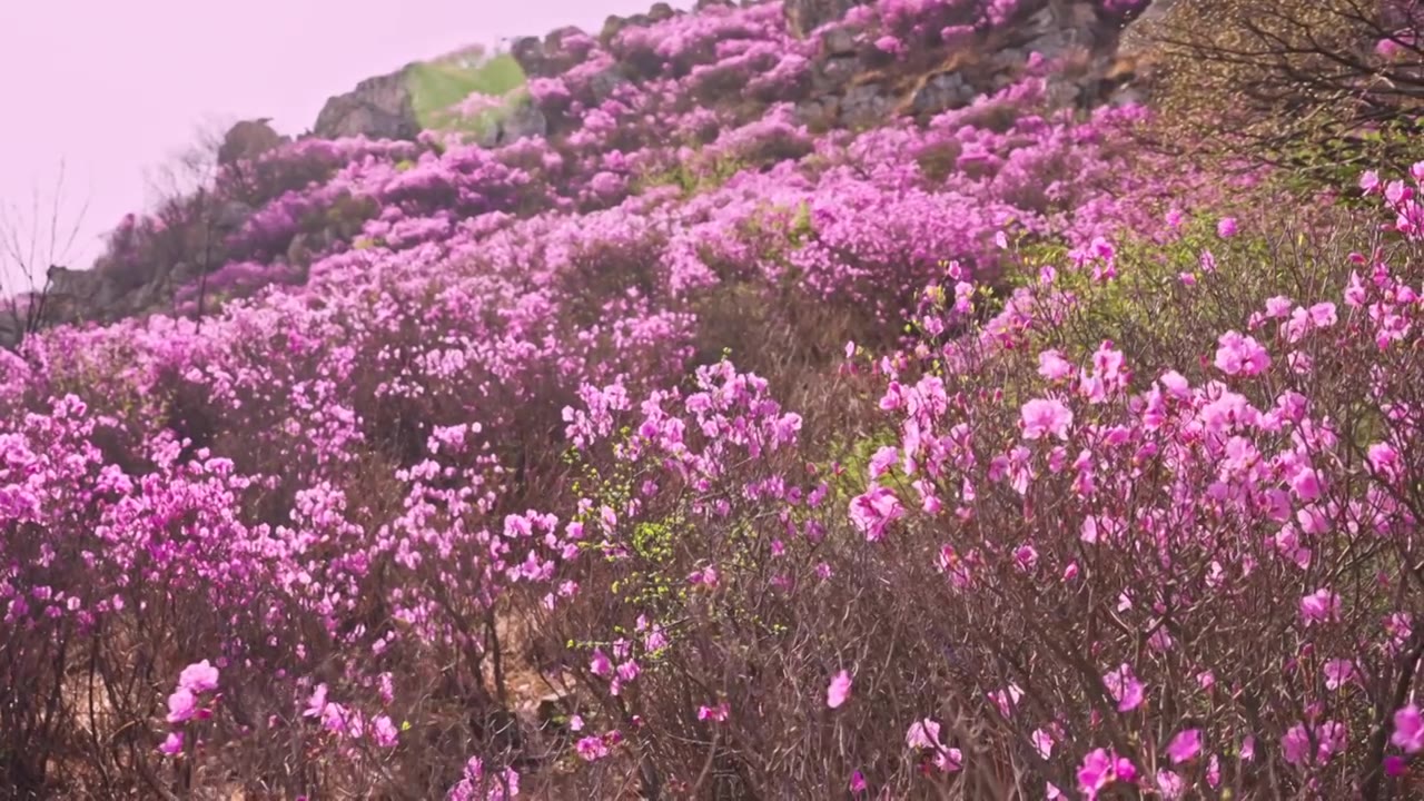 杜鹃花山花烂漫春季盛景视频素材画面4