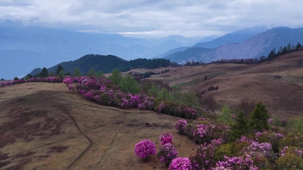 云南香格里拉老药山高山杜鹃视频素材画面1
