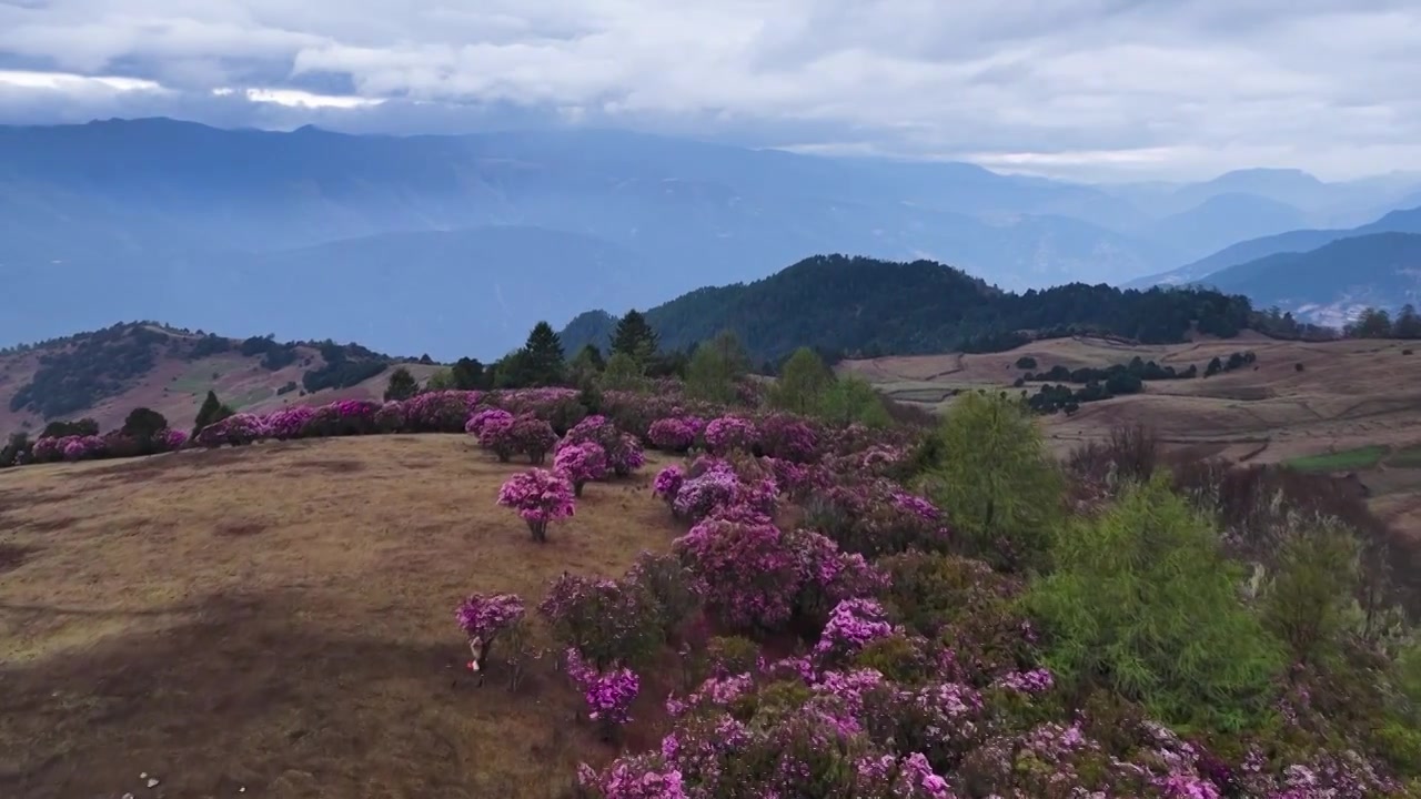 云南香格里拉老药山高山杜鹃视频素材画面3