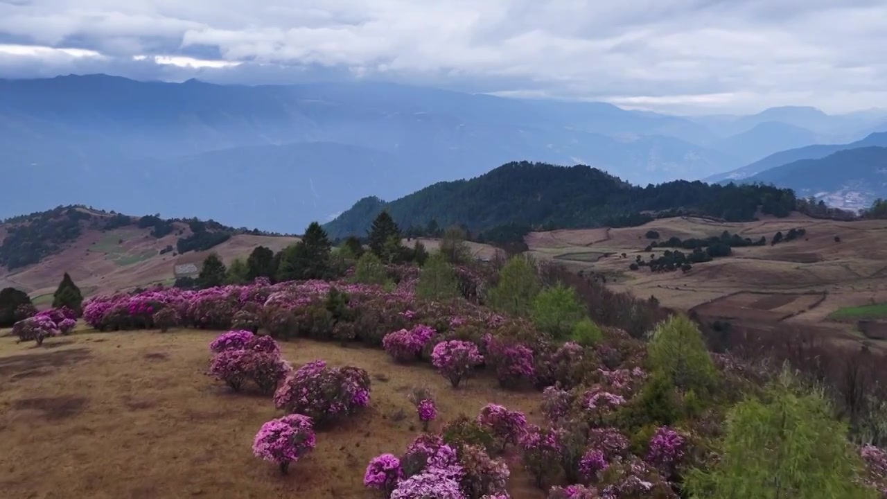 云南香格里拉老药山高山杜鹃视频素材画面4