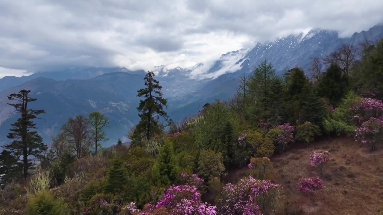 云南香格里拉老药山高山杜鹃视频素材画面1